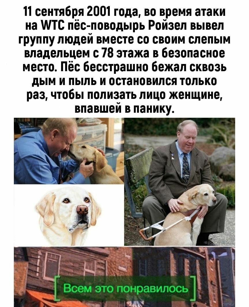 11 сентября 2001 года во время атаки на МТС пёс поводырь Ройзел вывел группу людей вместе со своим слепым владельцем с 78 этажа в безопасное место Пёс бесстрашно бежал сквозь дым и пыль и остановился только раз чтобы полизать лицо женщине впавшей в панику