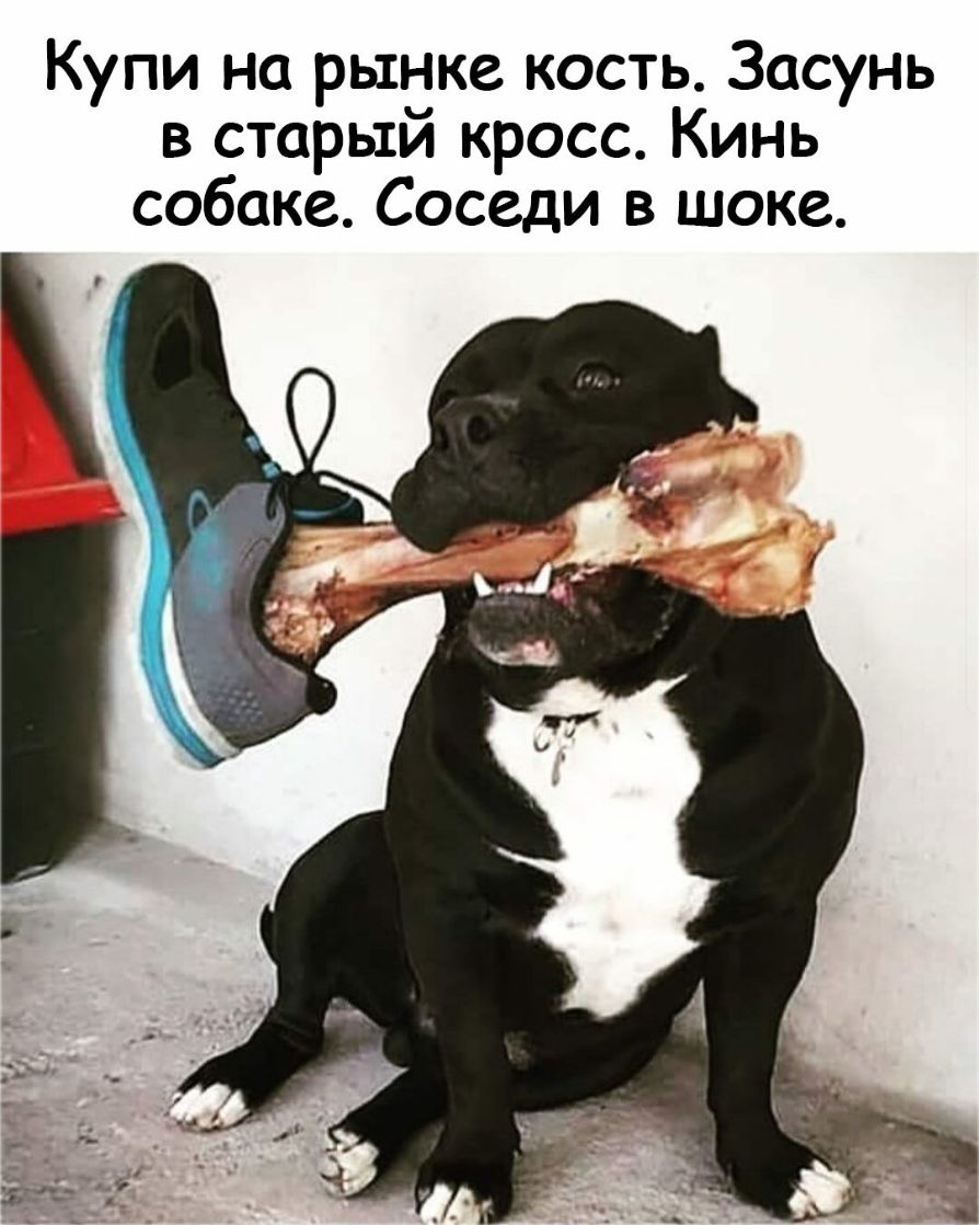 Купи на рынке кость Засунь в старый кросс Кинь собаке Соседи в шоке
