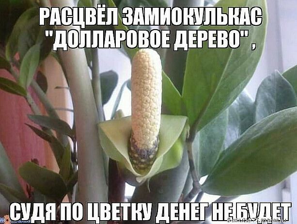 Е шляпа шпики ЦЕНЕ т 1