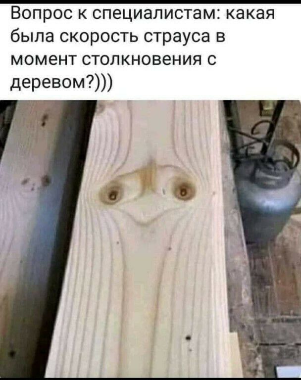 ВОПРОС К СПЕЦИЭЛИСТВМ какая была СКОРОСТЬ страуса В момент СТОЛКНОВЭНИЯ С деревом