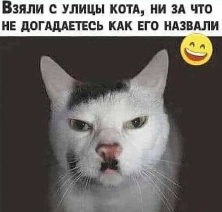 ВЗЯЛИ С УЛИЦЫ КОТА НИ ЗА ЧТО НЕ дОГАдАЕТЕСЬ КАК ЕГО НАЗВАЛИ