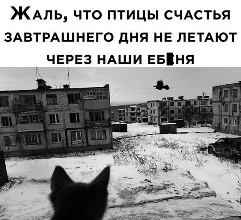 ЖАль что птицы СЧАСТЬЯ ЗАВТРАШНЕГО дня не ЛЕТАЮТ _ ЧЕРЕЗ НАШИ ЕБня