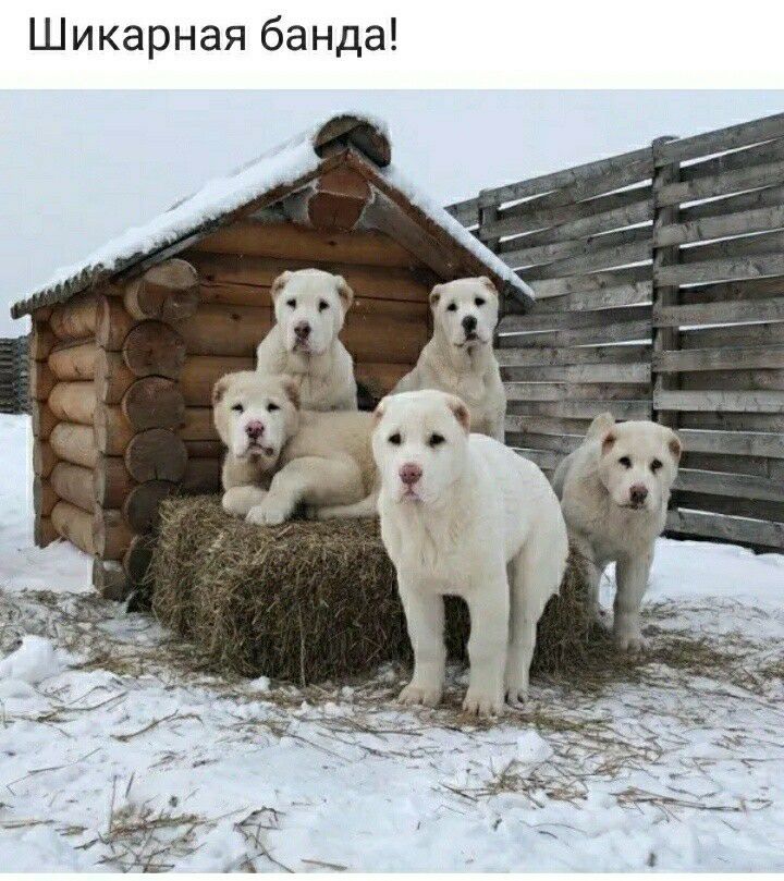 Шикарная банда