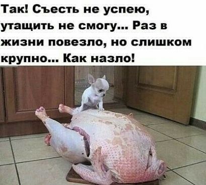 Так Съесть не успею утащить не смогу Раз в жизни повезло но слишком крупно Как назло