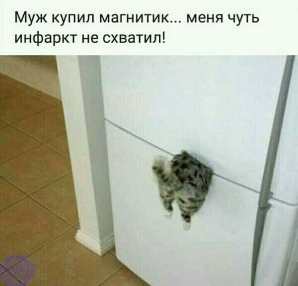Муж купил магнитик инфаркт не схватил МЕНЯ ЧУТЬ