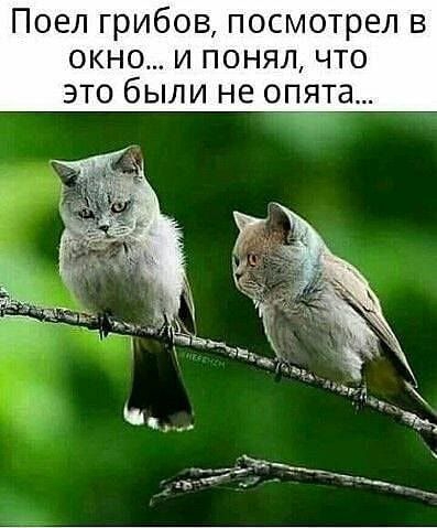 Поел грибов посмотрел в окно и понял что это были не оп_та