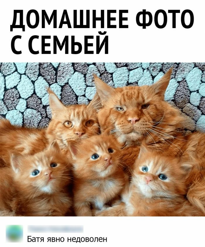 ДОМАШНЕЕ ФОТО с свмьви Батя явно недоволен