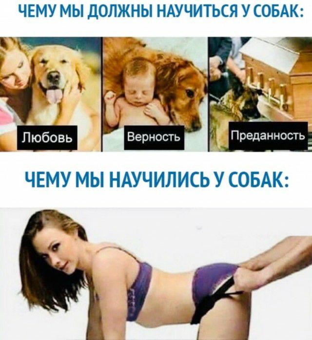 ЧЕМУ МЫ ДОЛЖНЫ НАУЧИТЬСЯ У СОБАК ЧЕМУ МЫ НАУЧИЛИСЬ У СОБАК Ёп гг
