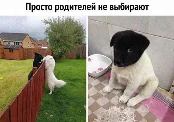 Просто родителей не выбирают
