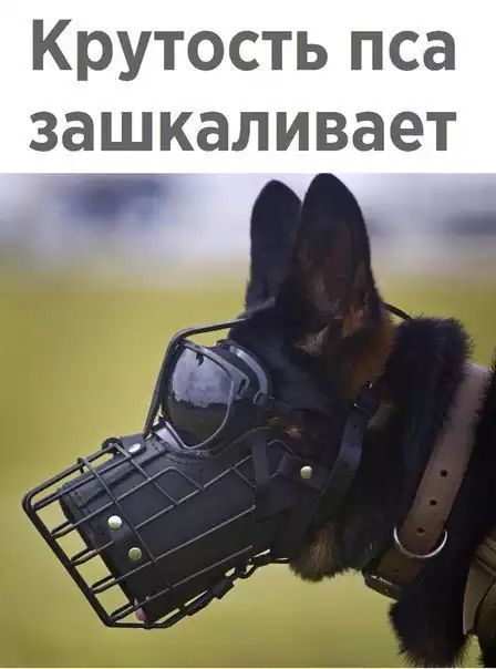 Крутость пса заьЕкаливает