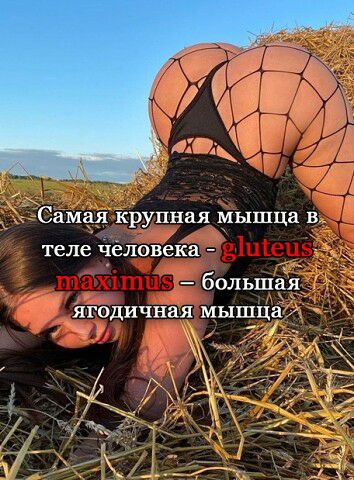 Самая крупная мышца в теле человека большая ягодичная мышця