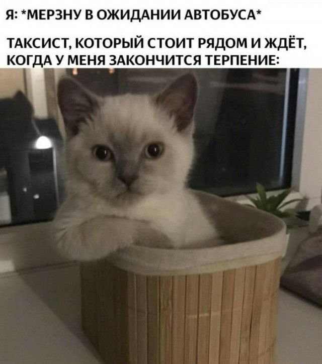 Я МЕРЗНУ В ОЖИДАНИИ АВТОБУСА ТАКСИСТ который стоит рядом и ждЁт КОГДА у меня здкончится тврпвнив