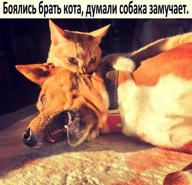 Боялись брать кота думали собака замучает