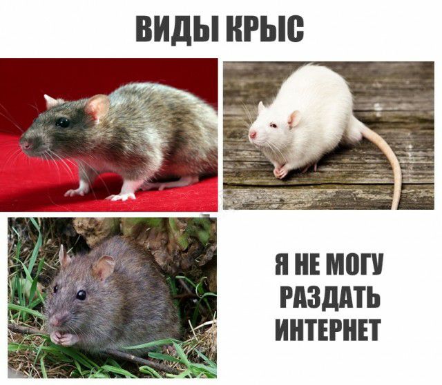 ВИДЫ НРЬЮ Я НЕ МПП РАЗДПЬ ИНТЕРНЕТ