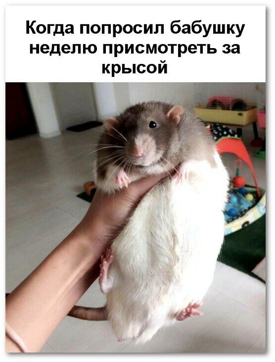 Когда попросил бабушку неделю присмотреть за крысой