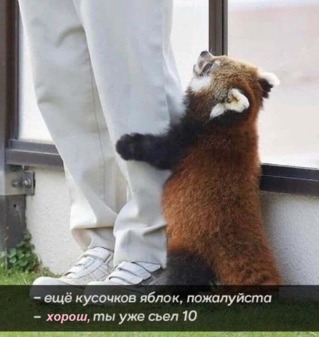 ещё кусочков яблок пожалуйс хорош ты уже сьеп 10