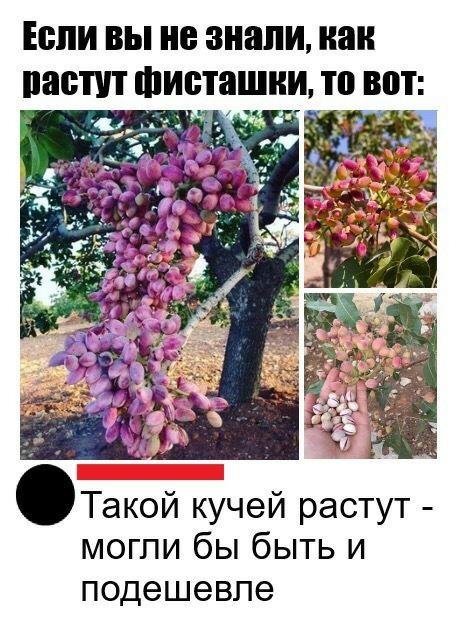 ЕЁПИ ВЫ не знали как паопп Фисташки то В 4 Такой кучей растут могли бы быть и подешевле