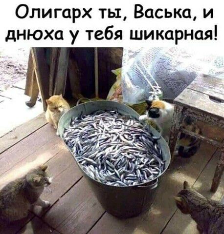 Олигарх ты Васька и днюха у тебя шикарная
