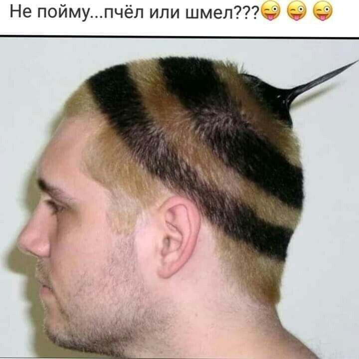 Не поймупчёл или шмел 1