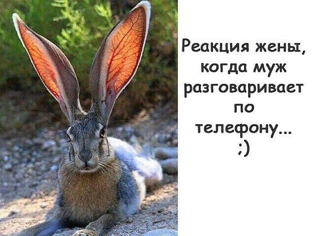 Реакция жены когда муж разговаривает по телефону