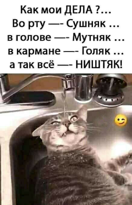 Как мои ДЕЛА Во рту Сушняк в голове Мутняк в кармане Голяк а так всё НИШТЯК _ _