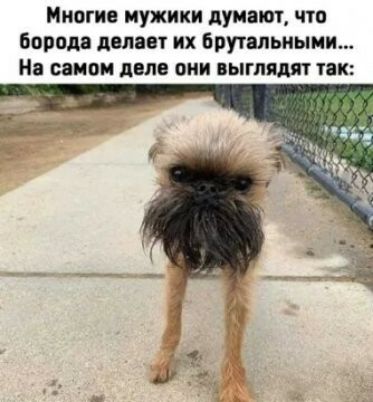 Многие мужики думат что борода двлввт их брутапьиыми На самом двлв они выглядят так