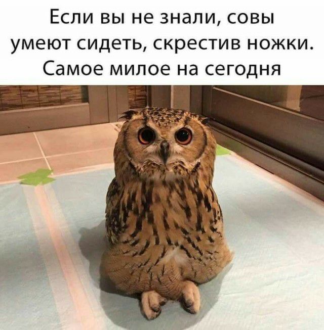 Если вы не знали совы умеют сидеть скрестив ножки Самое милое на сегодня