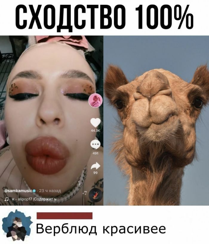 ВХДОТВО 100 Верблюд красивее