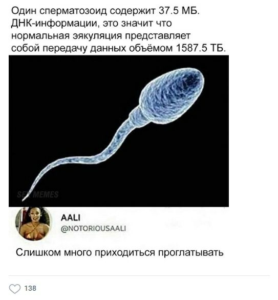 Один сперматозоид содержит 37 5 МБ ДНКгинформации это значит что нормальная эякуляция представляет собой передачу Данных объёмом 1557 5 ТБ ААЦ пон о Слишком много приходиться проглатывать