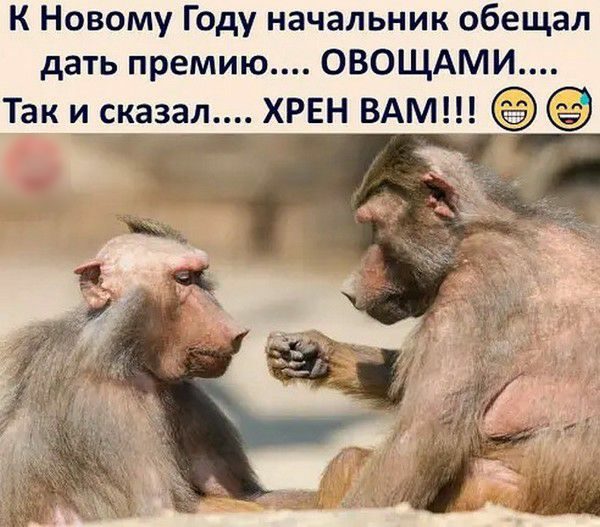 К Новому Году начальник обещал дать премию ОВОЩАМИ Так и сказал ХРЕН ВАМ