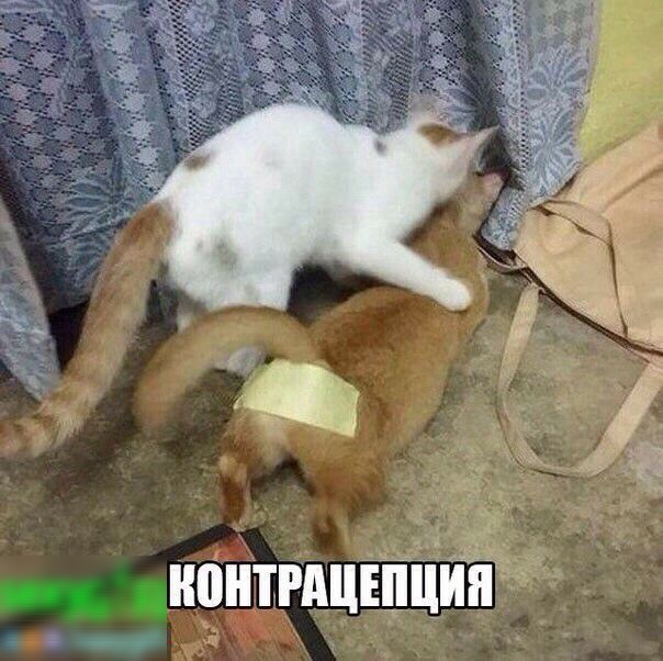 нонтРшЁШцин _