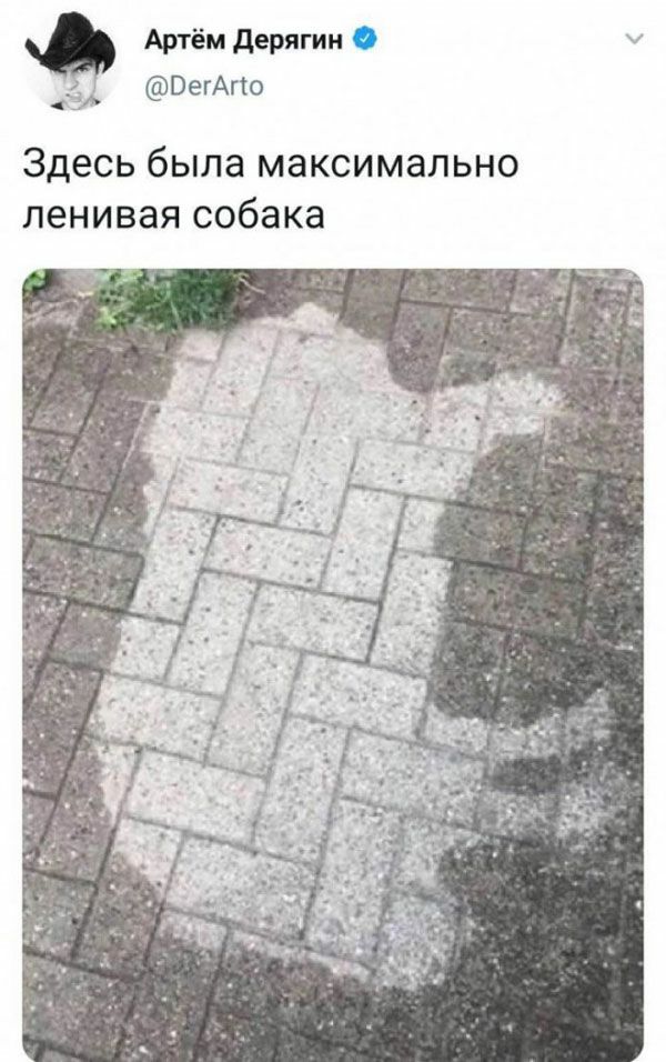 Артём дерягии ВегАгіо Здесь была максимально ленивая собака