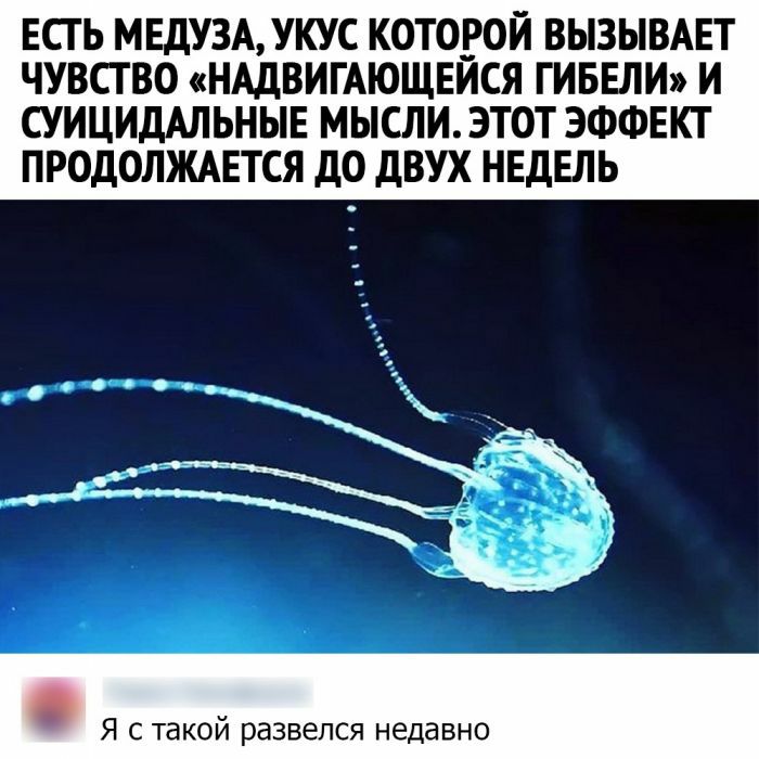 ЕСТЬ МЕДУЗА УКУС КОТОРОЙ ВЫЗЫВАЕТ ЧУВСТВО НАДВИГАЮЩЕЙСЯ ГИБЕЛИ И СУИЦИДАЛЬНЫЕ МЫСЛИ ЭТОТ ЭФФЕКТ ПРОДОЛЖАЕТСЯ ДО ДВУХ НЕДЕЛЬ Я с такой развелся недавно