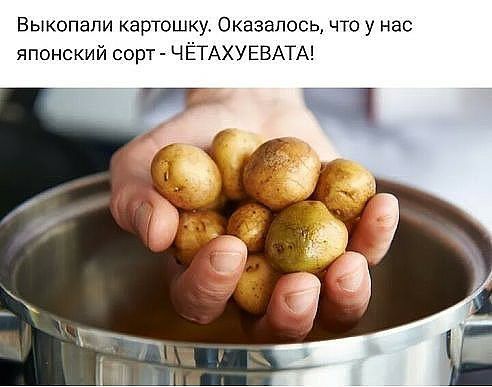 Выкопали картошку Оказалось что у нас японский сорт ЧЁТАХУЕВАТА