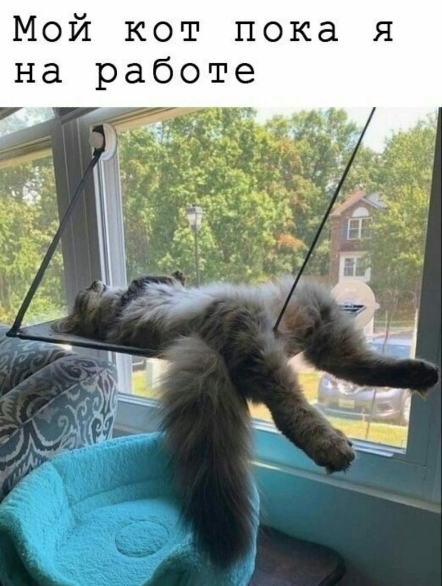 Мой кот пока я на работе