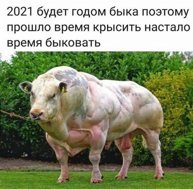 2021 будет годом быка поэтому прошло время крысить настало время быковать _У_