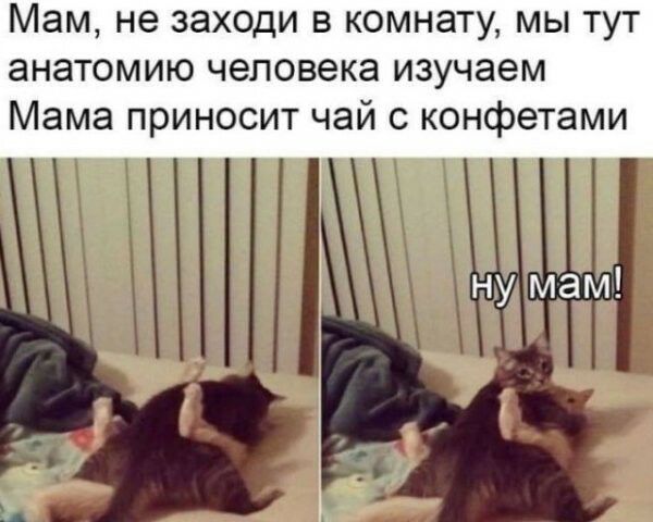 Мам не заходи в комнату мы тут анатомию человека изучаем Мама приносит чай с конфетами ну мам