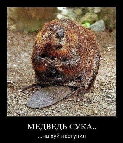 МЕДВЕДЬ СУКА на хуй наступил