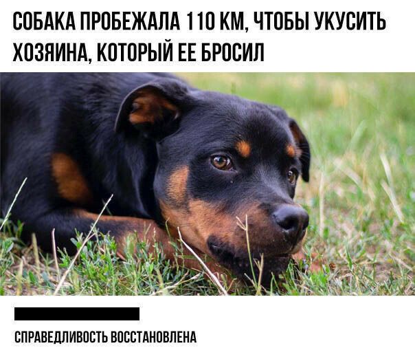 СОБАКА ПРОБЕЖАПА ПО КМ ЧТОБЫ УКУСИТЬ ХОЗЯИНА КОТОРЫЙ ЕЕ БРОСИЛ СПРАВЕДЛИВОСТЬ ВОССТАНОВЛЕНА