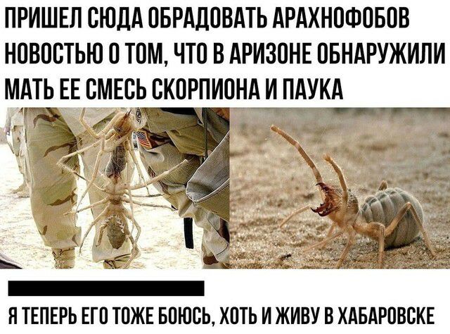 ПРИШЕЛ СЮДА ПБРАЛПВАТЬ АРАХНПФПБПВ НОВПВТЬЮ ТОМ ЧТО В АРИЗПНЕ ОБНАРУЖИЛИ МАТЬ ЕЕ СМЕСЬ СКПРПИПНА И НАУКА Я ТЕПЕРЬ ЕГП ТПЖЕ БПЮСЬ ХПТЬ И ЖИВУ В ХАБАРОВСКЕ