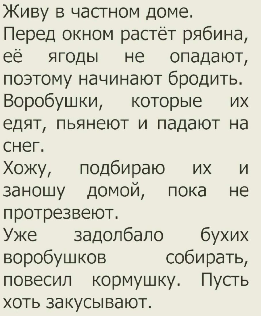 Живу в частном доме Перед окном растёт рябина её ягоды не опадают поэтому начинают бродить Воробушки которые их едят пьянеют и падают на снег Хожу подбираю их и заношу домой пока не протрезвеют Уже задолбало бухих воробушков собирать повесил кормушку Пусть хоть закусывают