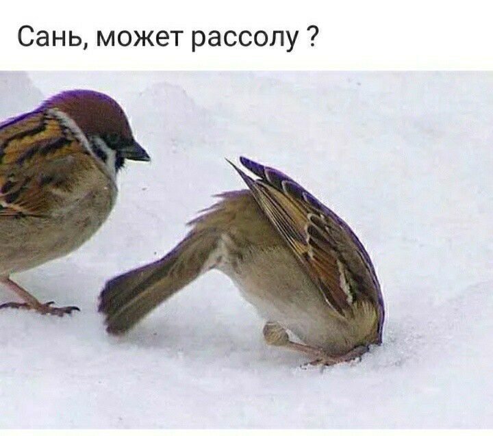 Сань может рассолу