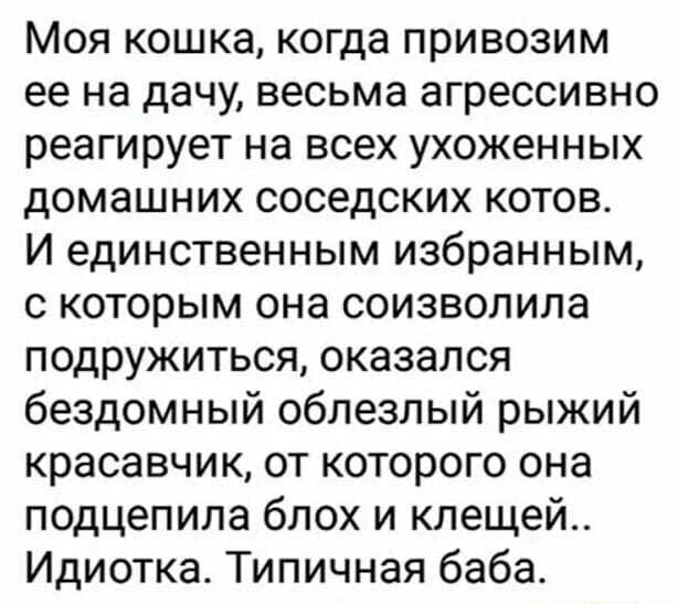 Моя кошка когда привозим ее на дачу весьма агрессивно реагирует на всех ухоженных домашних соседских котов И единственным избранным с которым она соизволила подружиться оказался бездомный облезлый рыжий красавчик от которого она подцепила блох и клещей Идиотка Типичная баба