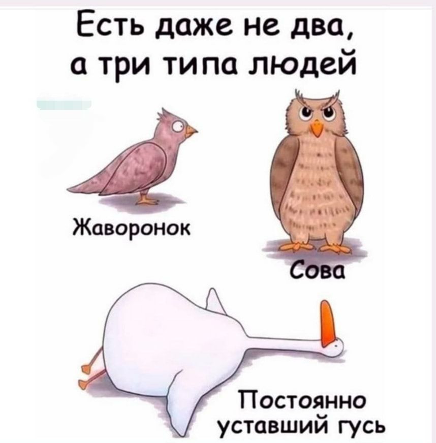 Есть даже не два а три ти па ЛЮДей Жаворонок Постоянно уставшим гусь