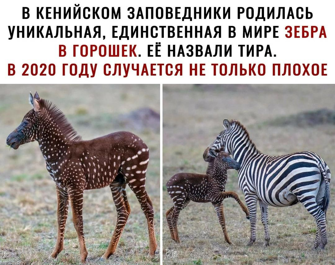 В КЕНИЙСКОМ ЗАПОВЕДНИКИ РОДИЛАСЬ УНИКАЛЬНАЯ ЕДИНСТВЕННАЯ В МИРЕ ЗЕБРА В ГОРОШЕК ЕЁ НАЗВАЛИ ТИРА В 2020 ГОДУ ВЛУЧАЕТСЯ НЕ ТОЛЬКО ПЛОХОЕ