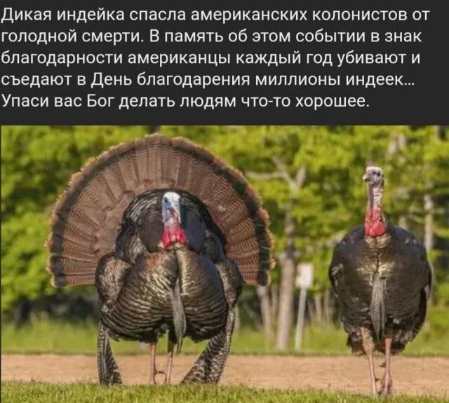 Дикая индейка спасла американских колонистов от голодной смерти В память об этом событии в знак благодарности американцы каждый год убивают и съедают В ДЕНЬ благодарения МИЛЛИОНЫ индеек Упаси вас Бог делать людям чтоАто хорошее