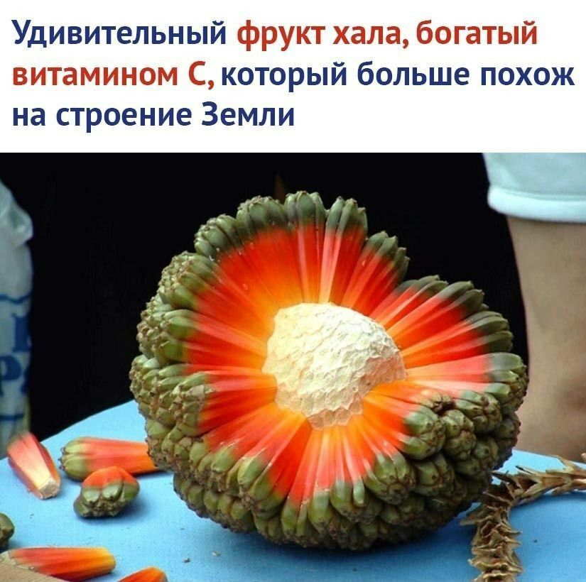 Удивительный фрукт хала богатый витамином С который больше похож на строение Земли