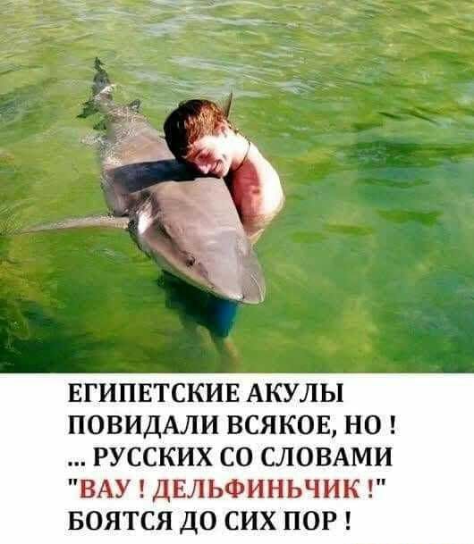 ЕГИПЕТСКИЕ АКУЛЫ ПОВИДАЛИ ВСЯКОЕ НО РУССКИХ СО СЛОВАМИ ВАУ ДЕЛЬФИНЬЧИК Б ТСЯ ДО СИХ ПОР