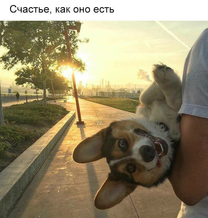 Счастье как оно есть