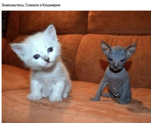 Знакомыесь Снежок и Кошмарик